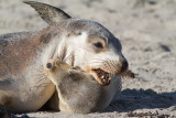 <i>Neophoca cinerea</i></br>Australian sea lion