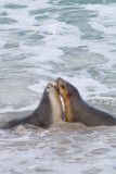 <i>Neophoca cinerea</i></br>Australian sea lion