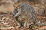 <i>Macropus Eugenii</i></br>Tammar wallaby