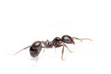 Messor (harvester ants)