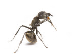 Polyrhachis (weaver ants)