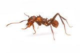 Acromyrmex (leaf-cutting ants)