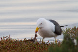 Larus pacificusPacific Gull