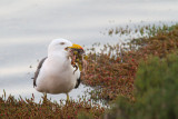 Larus pacificusPacific Gull