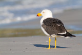 Larus pacificusPacific Gull