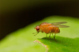 Diptera [Unidentified: Australia]