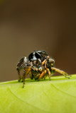 Salticidae [Unidentified: Australia]