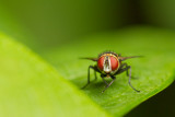 Diptera [Unidentified: Australia]