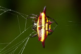 Araneidae [Unidentified: Australia]