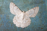 Lepidoptera [Unidentified: Australia]