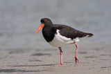 <i>Haematopus longirostris</i></br>Pied Oystercatcher