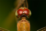 Odonata [Unidentified: Australia]
