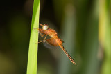 Odonata [Unidentified: Australia]