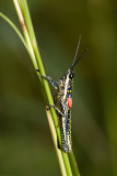 Orthoptera [Unidentified: Australia]
