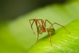 Araneae [Unidentified: Australia]