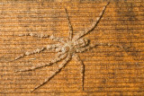 Araneae [Unidentified: Australia]