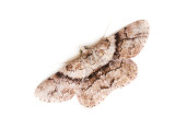 Lepidoptera [Unidentified: Australia]