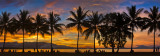 Anzac park sunset palm silhouette