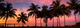Port douglas sunset palm silhouette