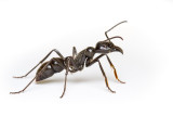 <i>Dinoponera quadriceps</i></br>Dinosaur ant