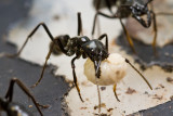 <i>Dinoponera quadriceps</i></br>Dinosaur ant with larvae
