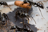 <i>Dinoponera quadriceps</i></br>Dinosaur ant with pupae