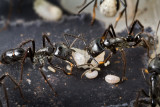 <i>Dinoponera quadriceps</i></br>Dinosaur ant tending egg larvae pupae