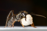 <i>Dinoponera quadriceps</i></br>Dinosaur ant with larva