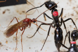 <i>Dinoponera quadriceps</i></br>Dinosaur ant male and marked worker