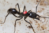 <i>Dinoponera quadriceps</i></br>Dinosaur ant marked worker
