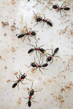 <i>Dinoponera quadriceps</i></br>Dinosaur ant marked workers