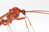 <i>Dinoponera quadriceps</i></br>Dinosaur ant male