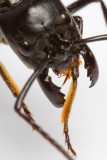 <i>Dinoponera quadriceps</i></br>Dinosaur ant