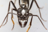 <i>Dinoponera quadriceps</i></br>Dinosaur ant