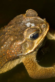 <i>Bufo marinus</i></br>Cane Toad