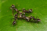 Crematogaster (Acrobat ants)