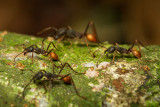 Eciton (Army ants)