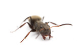 <i>Camponotus</i>