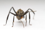 <i>Camponotus sericeiventris</i>