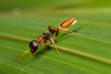 <i>Pseudomyrmex gracilis.</i>