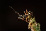 <i>Camponotus</i>