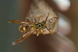Vespoidea [Unidentified]Wasp