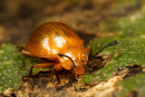 Coleoptera [Unidentified]Beetle