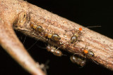 Hemiptera [Unidentified]