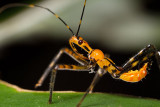 Reduviidae [Unidentified]Assassin bug nymph