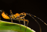 Reduviidae [Unidentified]Assassin bug nymph