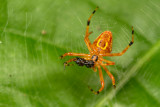 Araneae [Unidentified]