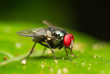 Diptera [Unidentified]
