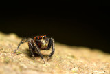 Salticidae [Unidentified]Jumping spider
