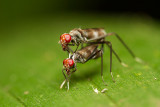 Micropezidae  Stilt-legged fly [Unidentified]